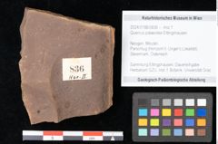 Foto (Objekt + Etikett) von Quercus palaeoilex Ettingshausen (NHMW-GEO-2024-0188-0836)